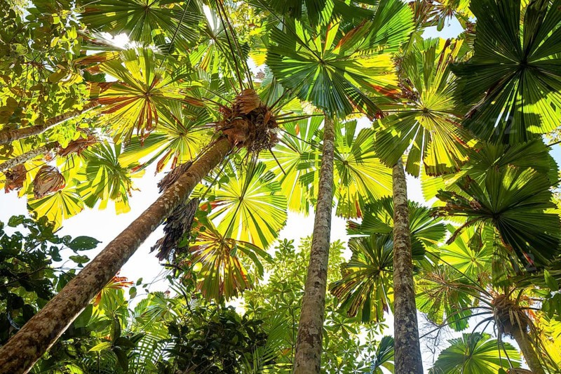 View of Queensland fanpalm (Licuala ramsayi) canopy and forest floor under tropical sunlight in Djiru National Park. Fan Palm Walk, Queensland, Australia