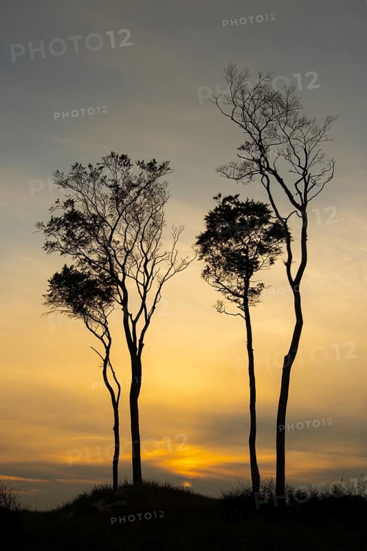 Beeches on the west beach of Fischland-Darss-Zingst at sunset, Baltic Sea, Ahrenshoop, Mecklenburg-Western Pomerania, Germany