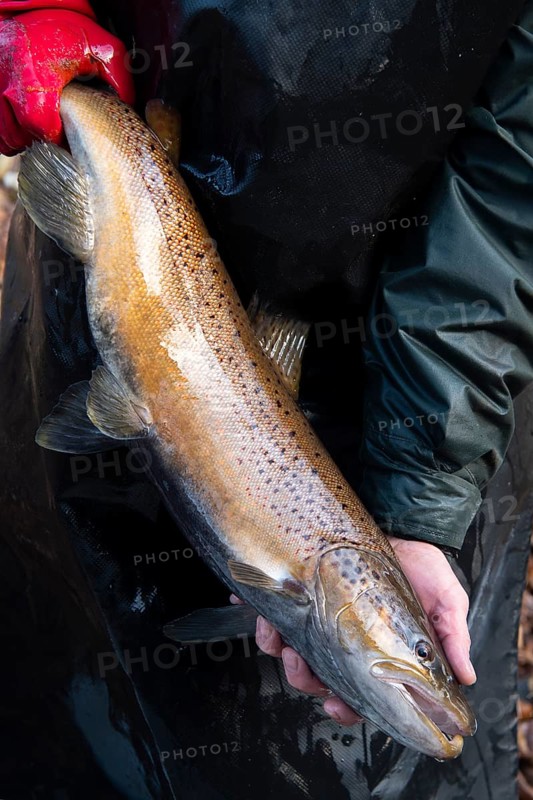 Electrofishing in the floodplain for sea trout and salmon, Wildeshausen, Lower Saxony, Germany