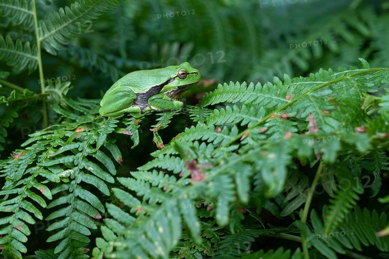 Tree frog (Hyla arborea) sitting on fern, Ahlhorn, Lower Saxony, Germany