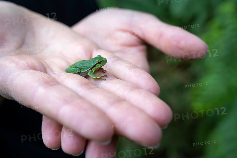 Young tree frog (Hyla arborea) sitting on a hand, Ahlhorn, Lower Saxony, Germany