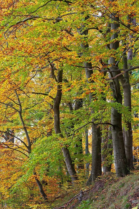 Beech (Fagus) in the forest, Neuhaus im Solling, Lower Saxony, Germany