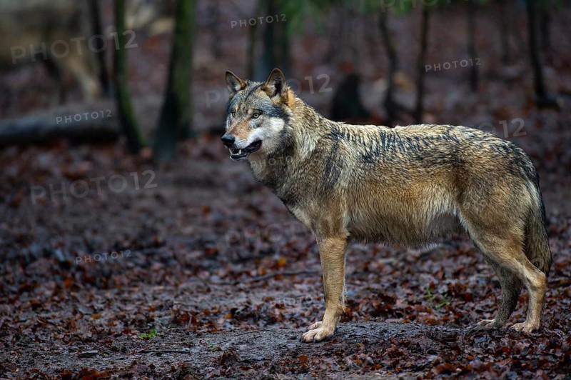 Wolf (Canis lupus) in a forest in winter, Neuhaus, Lower Saxony, Germany