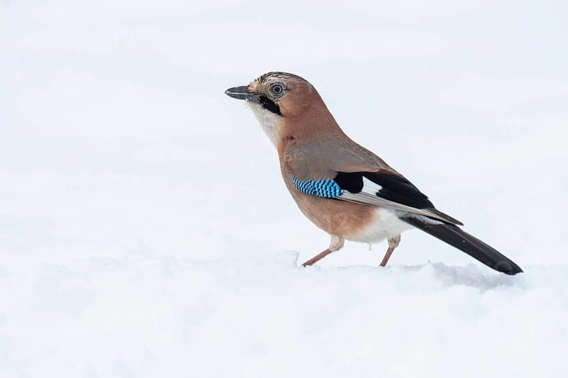 Eurasian jay (garrulus glandarius) in the snow, Neuhaus, Lower Saxony, Germany