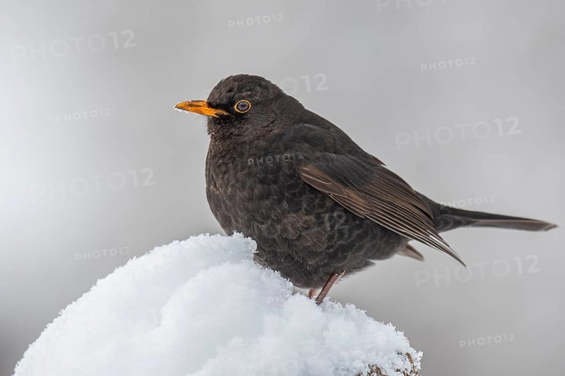 Blackbird (turdus merula) in the snow, Neuhaus im Solling, Lower Saxony, Germany