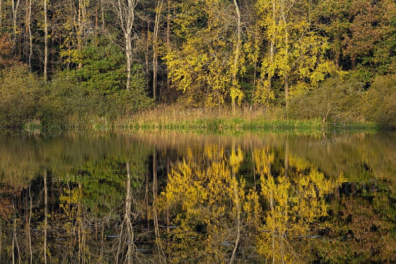 Autumn impression of Ahlhorn fish ponds, Ahlhorn, Lower Saxony, Germany