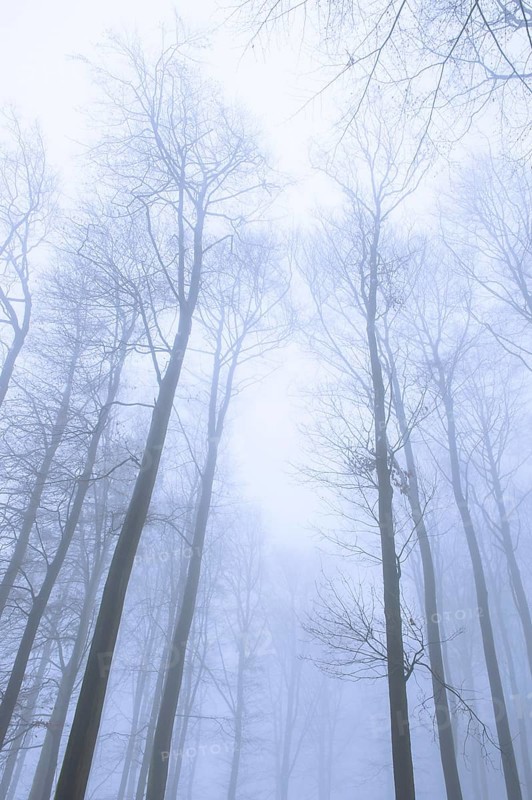 Wintery beech forest in fog, forest, Melle, Lower Saxony, Germany