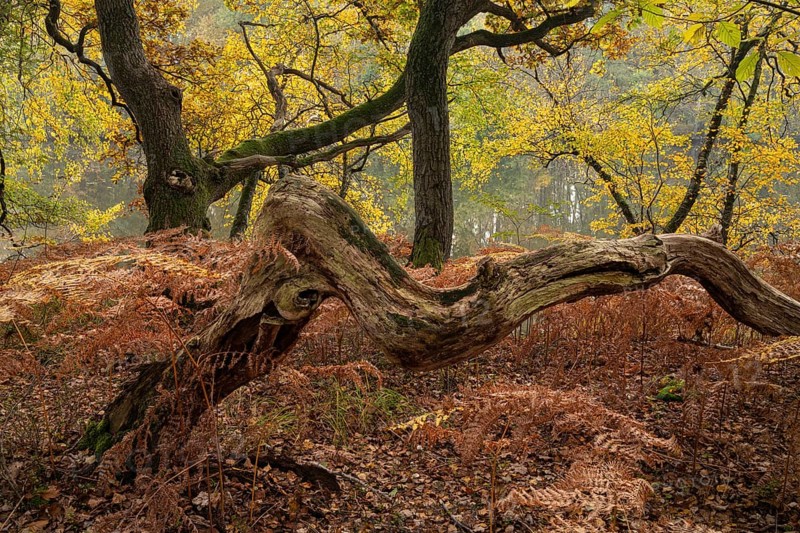 Autumn impression of Ahlhorn fish ponds, forest, Konrriger Baum, Ahlhorn, Lower Saxony, Germany