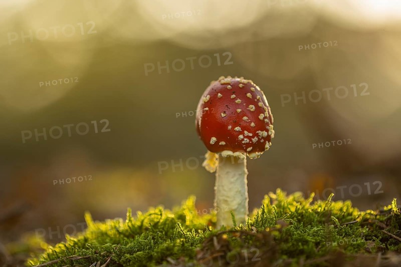 Fly agaric (Amanita muscaria), Ahlhorn, Lower Saxony, Germany