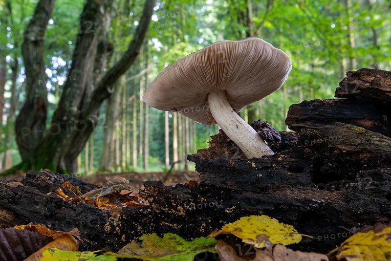 Mushroom on dead wood in the Baumweg jungle in autumn, Emstek, Lower Saxony, Germany