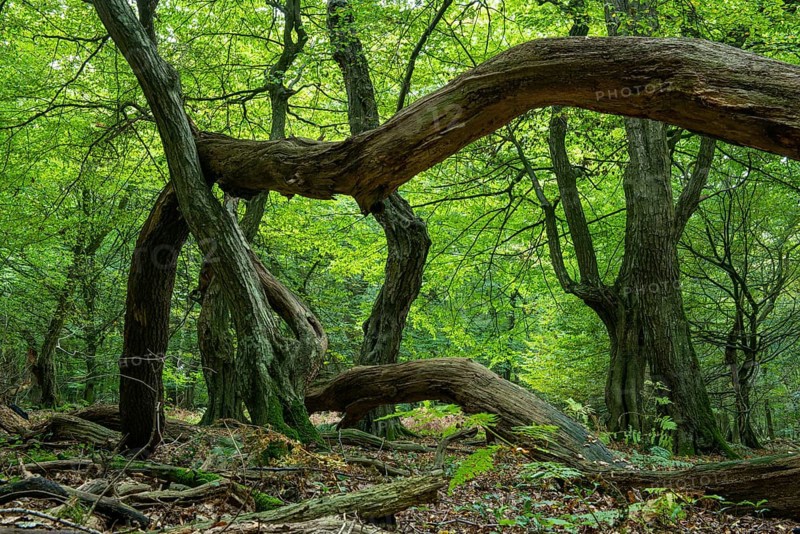 Oak (Quercus) in the nature reserve Urwald Baumweg in autumn, Emstek, Lower Saxony, Germany