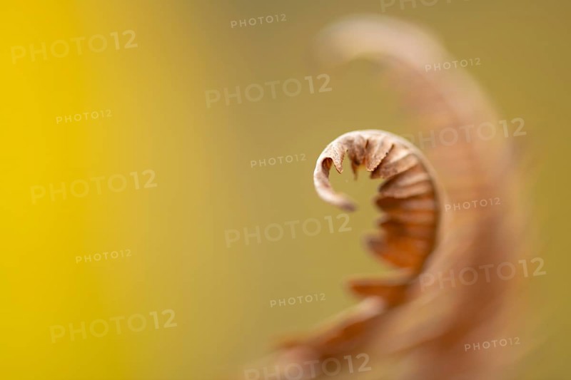 Fern in autumn, Ahlhorn, Lower Saxony, Germany