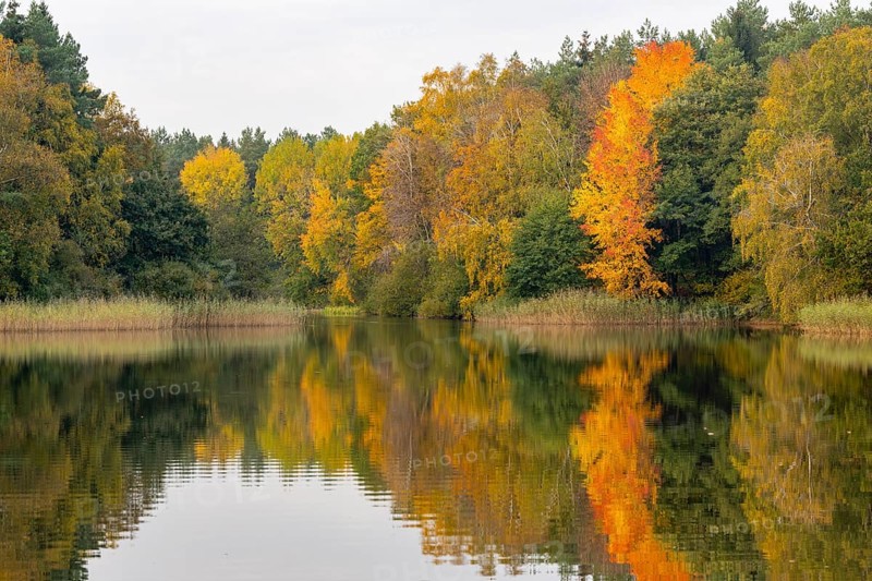 Autumn impression of Ahlhorn fish ponds, Wald, Ahlhorn, Lower Saxony, Germany