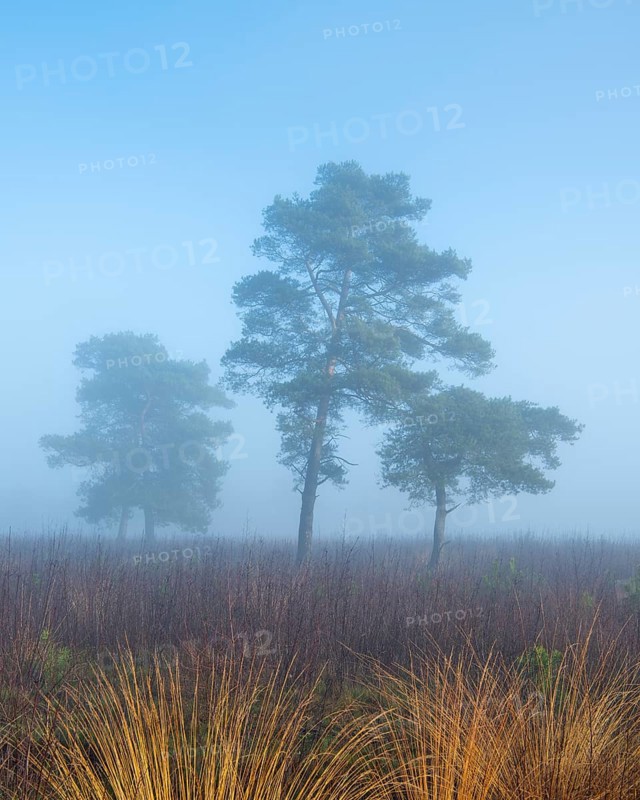 Pine (Pinaceae) in the moor with fog, nature reserve, Vernner Moor, Neuenkirchen-Vörden, Lower Saxony, Germany