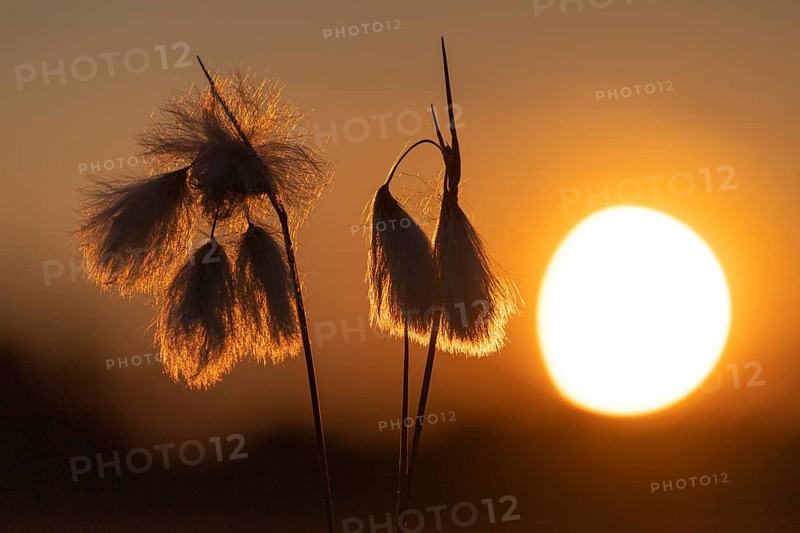 Common cottongrass (Eriophorum angustifolium) in the moor at sunset, Goldenstedt, Lower Saxony, Germany