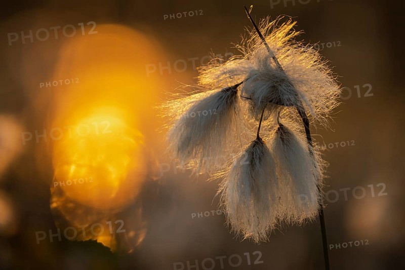 Common cottongrass (Eriophorum angustifolium) in a bog, Goldenstedt, Lower Saxony, Germany
