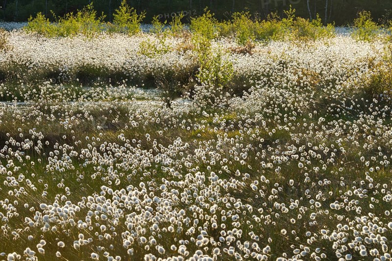 Landscape with cotton grass in spring in Goldenstedter Moor, Goldenstedt, Lower Saxony, Germany
