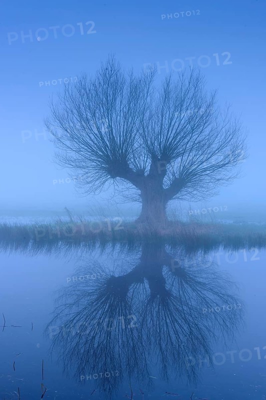 Willow in fog at Dümmer, Dümmer See, Ochsenmoor, blue hour, Hüde, Lower Saxony, Germany