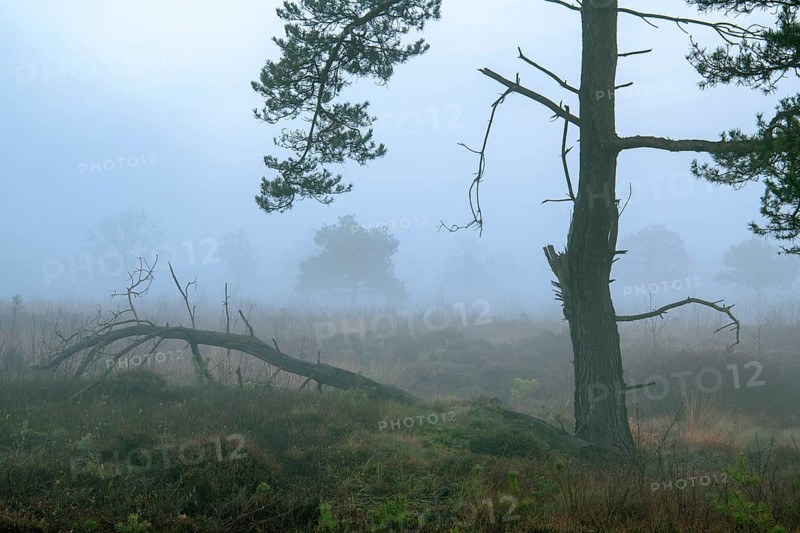 Pine (Pinaceae) in the moor with fog, nature reserve, Vernner Moor, Neuenkirchen-Vörden, Lower Saxony, Germany