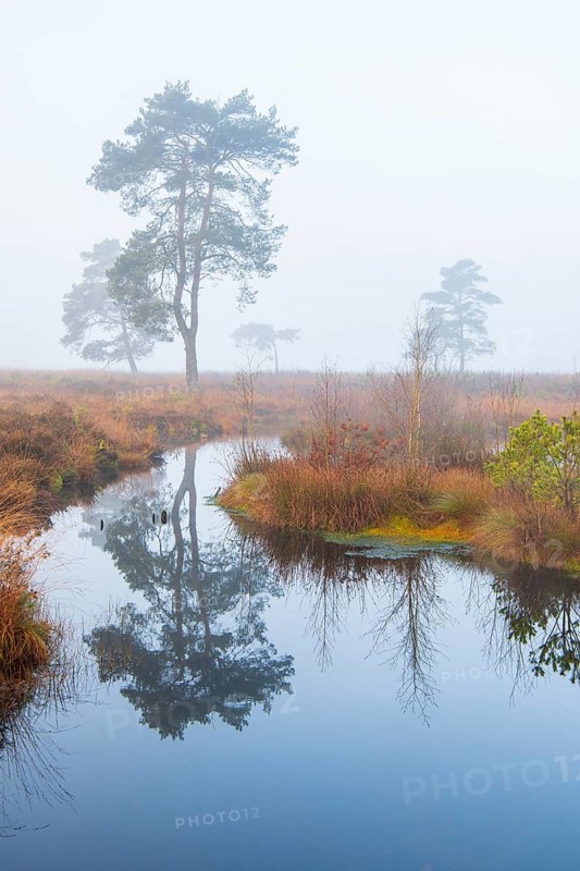 Pine (Pinaceae) in the moor with fog, cNature reserve, Vernner Moor, Neuenkirchen-Vörden, Lower Saxony, Germany