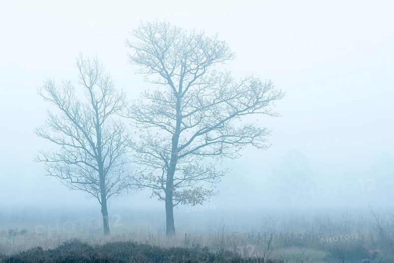 Oak (Quercus) in the moor with fog, nature reserve, Vernner Moor, Neuenkirchen-Vörden, Lower Saxony, Germany