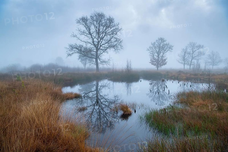 Oak (Quercus) in the moor with fog, Venner Moor, Neuenkirchen-Vörden, Lower Saxony, Germany