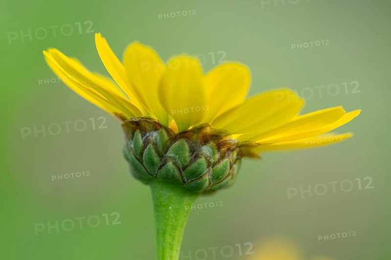 Glebionis segetum, flower, bee pasture, Sevelten, Cloppenburg, Lower Saxony, Germany
