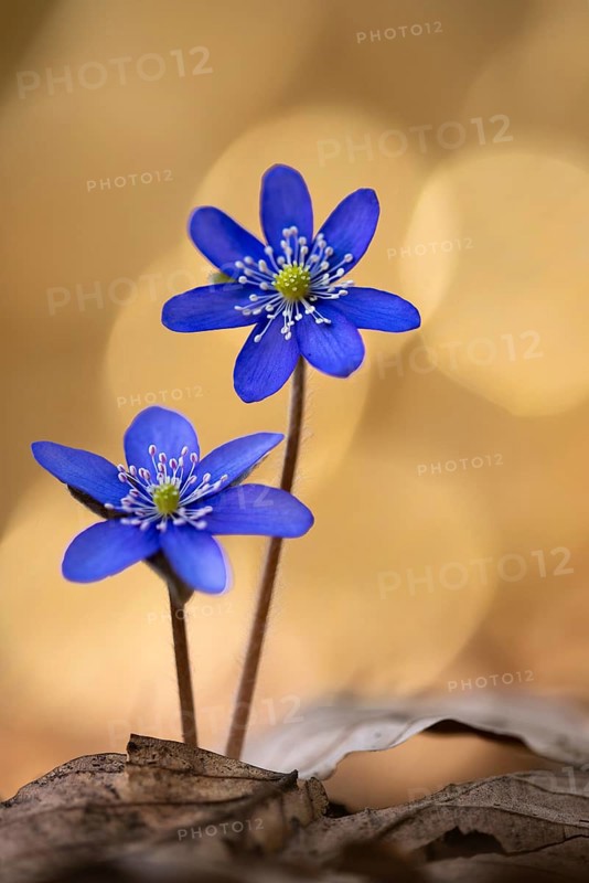 Blooming liverwort (Anemone hepatica), early bloomer, Steinhagen, Lower Saxony, Germany