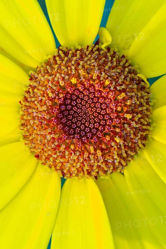 Glebionis segetum, flower, bee pasture, Sevelten, Cloppenburg, Lower Saxony, Germany