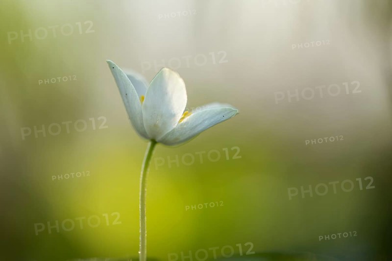 Wood anemone (Anemone nemorosa), Vechta, Lower Saxony, Germany
