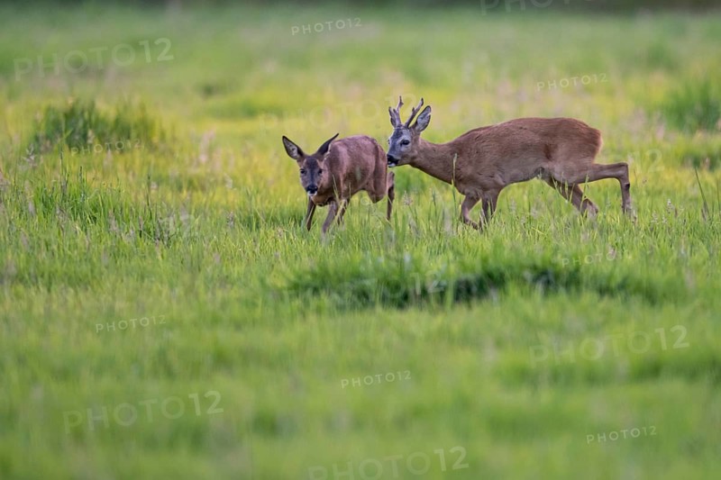Roebuck (Capreolus capreolus) driving doe in rut, Vechta, Lower Saxony, Germany