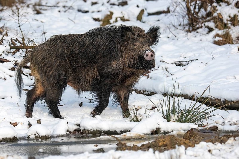 Wild boar (Sus scrofa) in the snow, boar, male, Melle, Lower Saxony, Germany