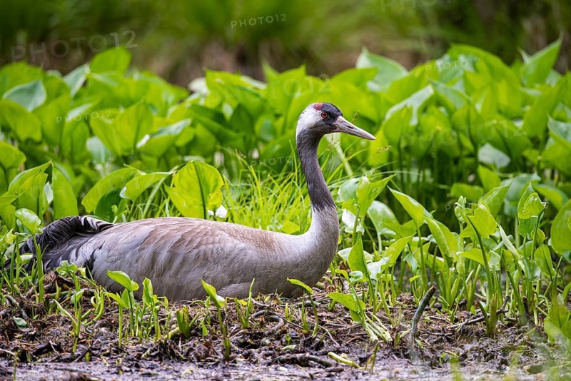 Crane (gurs grus) in the nest, Feldberger Seenlandschaft, Mecklenburg-Vorpommern, Germany