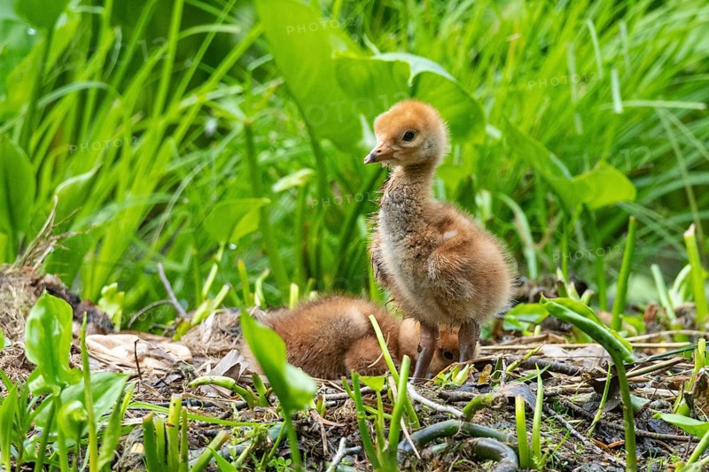 Chicks of a crane (gurs grus) in the nest, Feldberger Seenlandschaft, Mecklenburg-Vorpommern, Germany