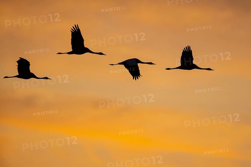 Migrating cranes (grus grus) in front of the evening sky, Goldenstedter Moor, Goldenstedt, Lower Saxony, Germany