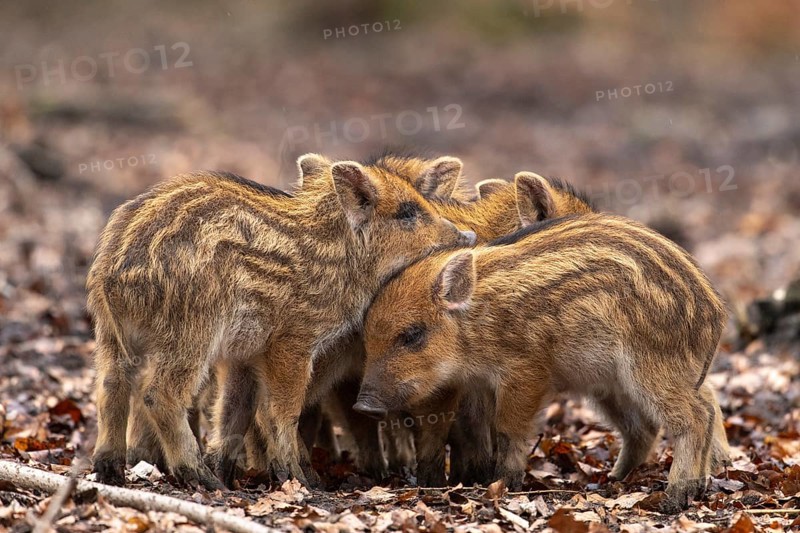 Wild boar (Sus scrofa), fresh boar, Melle, Lower Saxony, Germany