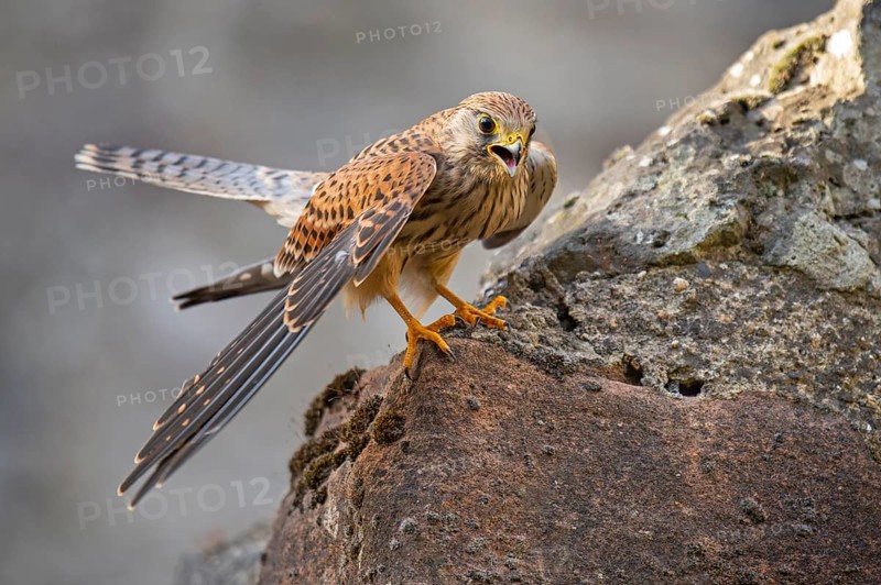 Kestrel (Falco tinnunculus), Gerolstein, Rhineland-Palatinate, Germany