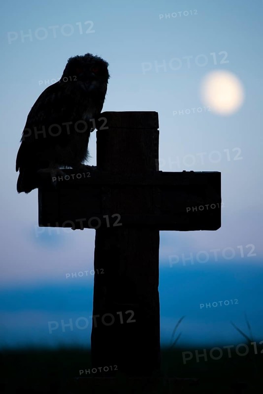 Eurasian Eagle-owl (bubo bubo) sitting on a cross under a full moon, Gerolstein, Rhineland-Palatinate, Germany