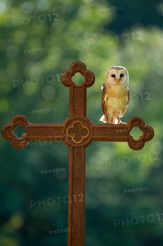 Barn owl (Tyto alba) sitting on a cross, Gerolstein, Rhineland-Palatinate, Germany