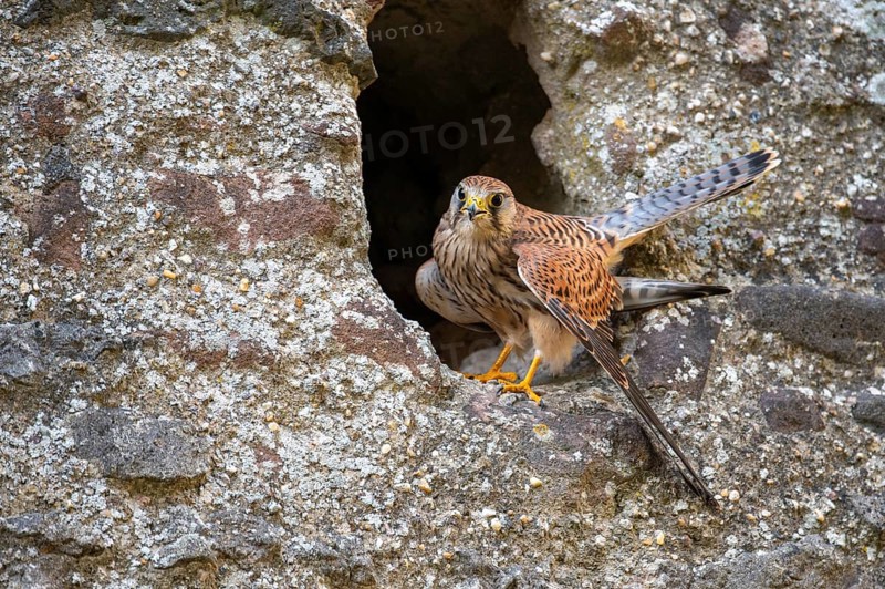 Kestrel (Falco tinnunculus), Gerolstein, Rhineland-Palatinate, Germany