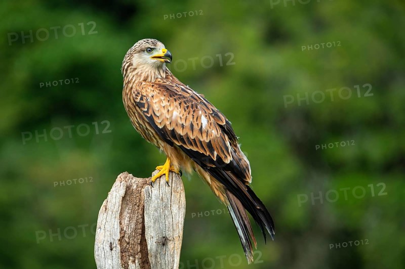 Red kite (Milvus milvus) sitting on a willow pole, Gerolstein, Rhineland-Palatinate, Germany