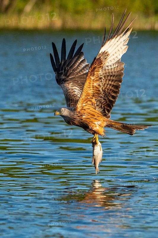 Red kite (Milvus milvus) in flight, Feldberger Seenlandschaft, Mecklenburg-Western Pomerania, Germany