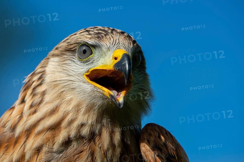 Red kite (Milvus milvus) sitting on a willow pole, portrait, Gerolstein, Rhineland-Palatinate, Germany