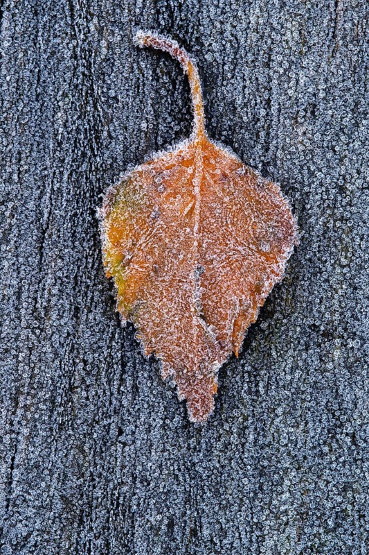 Birch leaf in hoarfrost, Goldenstedt, Lower Saxony, Germany