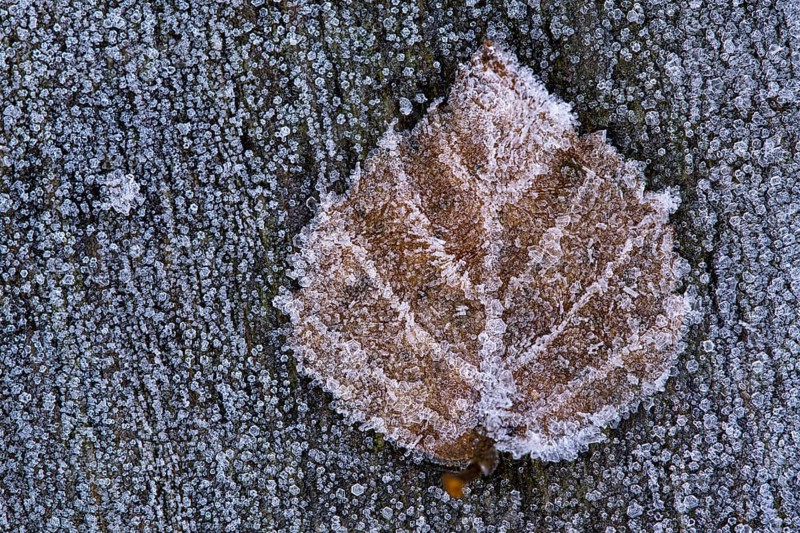 Birch leaf in hoarfrost, Goldenstedt, Lower Saxony, Germany