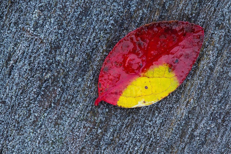 Red leaf of a blueberry, blueberry (Vaccinium myrtillus), Goldenstedt, Lower Saxony, Germany