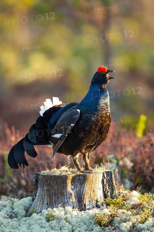 Black grouse (Lyrurus tetrix), black grouse courtship in Sweden, Fågelsjö, Gävleborgs län, Sweden