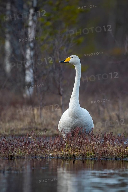 Whooper swan (Cygnus cygnus) at a lake in Sweden, Fågelsjö, Gävleborgs län, Sweden
