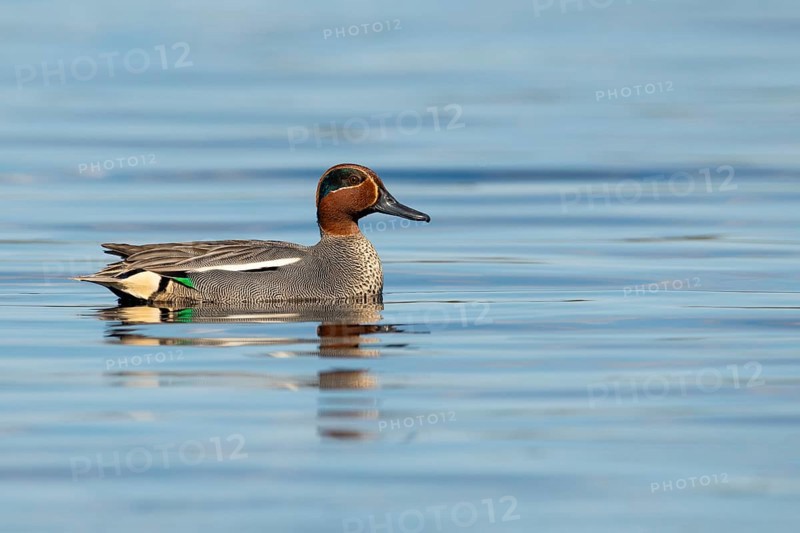 Teal (Anas crecca) on a lake, Fågelsjö, Gävleborgs län, Sweden