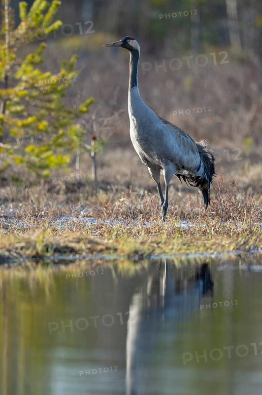 Crane (grus grus) on breeding territory, Fågelsjö, Gävleborgs län, Sweden